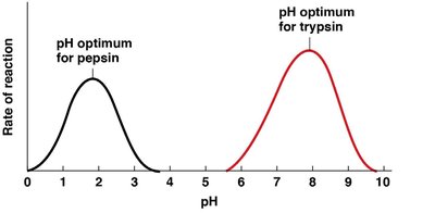 Enzyme activity vs. pH for pepsin and trypsin