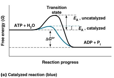 Catalyzed vs. uncatalyzed reaction energy diagram