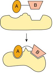 Enzyme-substrate complex and activation