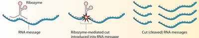 Ribozyme-mediated RNA cleavage