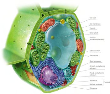 Plant cell diagram