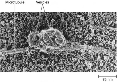 Vesicle transport along microtubules