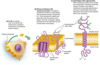 Organization of the plasma membrane