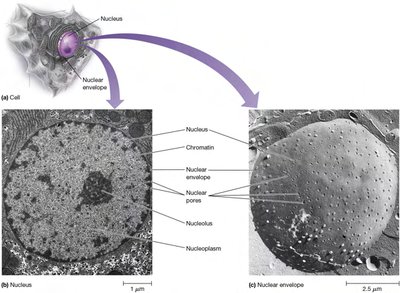 Structure of the nucleus