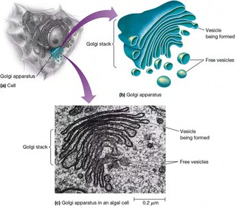 Golgi apparatus structure