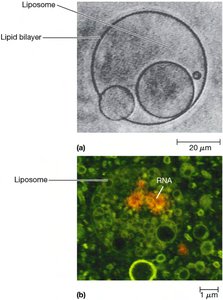 Artificial liposomes and encapsulated RNA