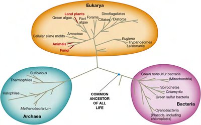 Three domains of life phylogenetic tree