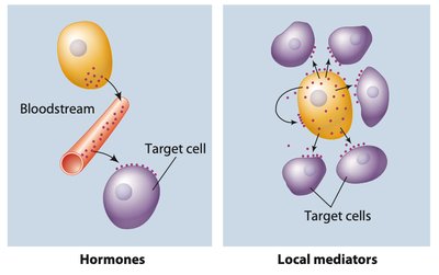 Hormones and local mediators illustration