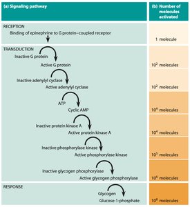 Classes of cell surface receptors