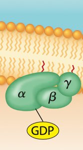 Inactive G protein with GDP bound