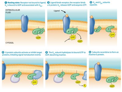 G protein activation cycle