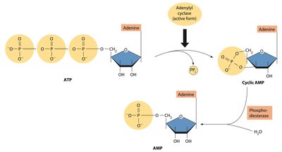 Adenylyl cyclase and cAMP synthesis