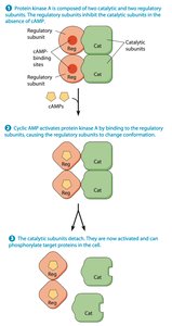 Protein kinase A activation by cAMP