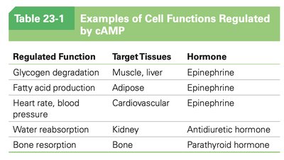Examples of cell functions regulated by cAMP