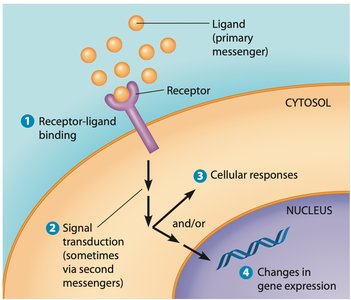 Signal transduction pathway overview