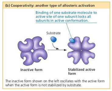 Cooperativity in allosteric enzymes