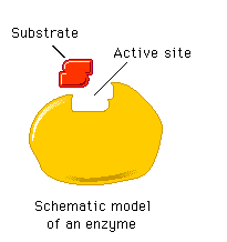 Schematic model of an enzyme with active site