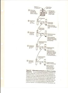 Differential centrifugation steps