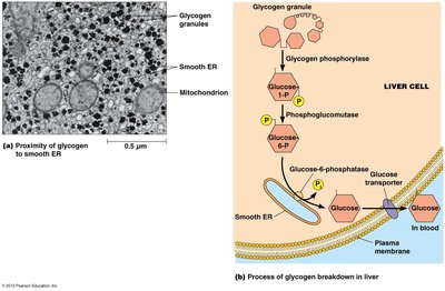 Glycogen breakdown in liver cell