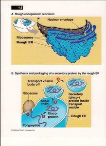 Rough ER and protein synthesis