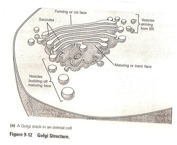 Golgi stack structure