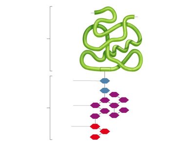 Protein glycosylation steps