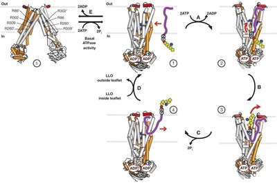 Flippase mechanism