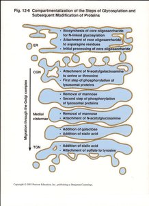 Compartmentalization of glycosylation steps in Golgi