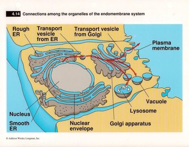 Connections among endomembrane organelles