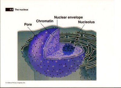 Structure of the nucleus