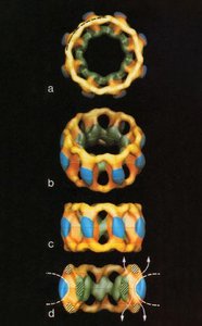 3D model of nuclear pore complex