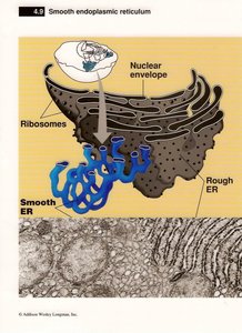 Smooth ER and rough ER in cell