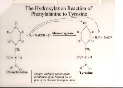 Hydroxylation reaction in smooth ER