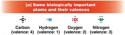Biologically important atoms and their valences