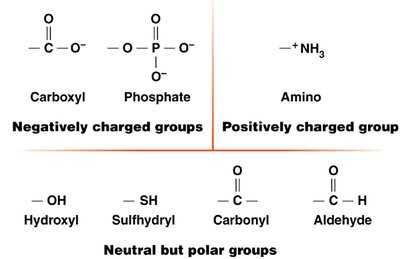 Functional groups in biological molecules