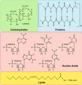Major macromolecular polymers in the cell