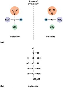 L- and D-alanine, D-glucose