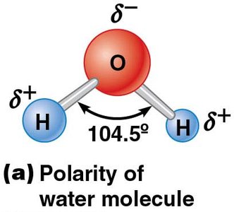 Polarity of water molecule