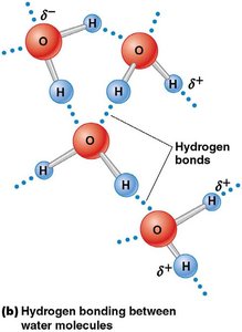 Hydrogen bonding between water molecules