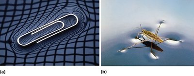 Surface tension examples: paperclip and insect