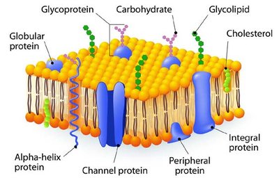 Hydration of chloride ion