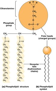 Cell membrane structure