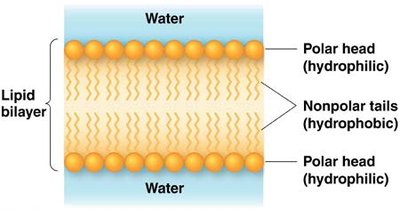 Phospholipid structure and symbol