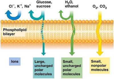Lipid bilayer structure