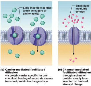 Selective permeability of phospholipid bilayer