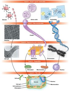 Cellular hierarchy of biological molecules