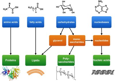 Classification of macromolecules