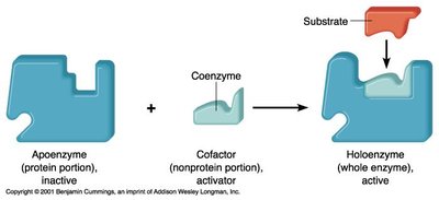 Apoenzyme, cofactor, and holoenzyme formation