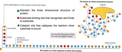 Amino acid residues in enzyme structure