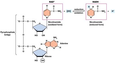 Structure and redox of NAD+ and NADH